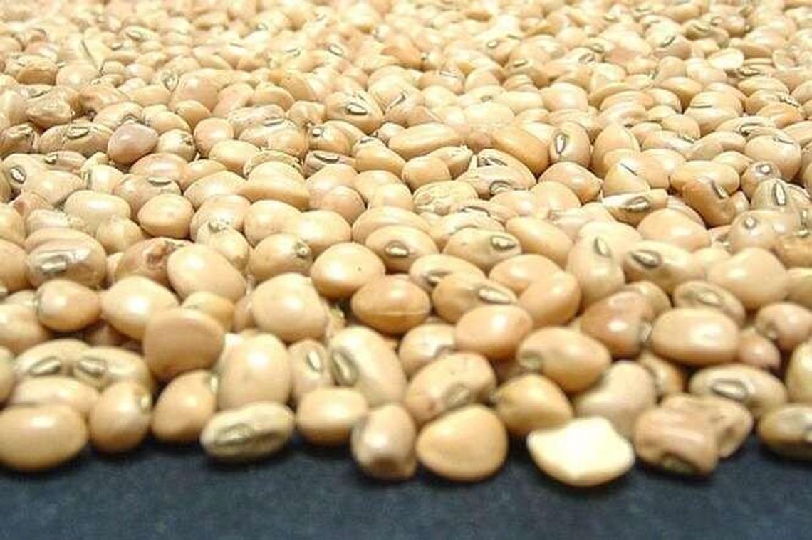 Słońce praży, fasola usycha. Trwa szacowanie strat w Lubelskiem