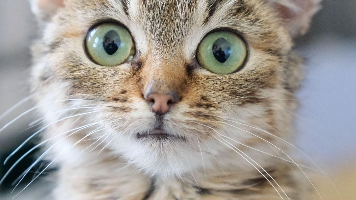 „Słoneczko” gwiazdą Animalsa. Uratowana karłowata kocica czeka na adopcję