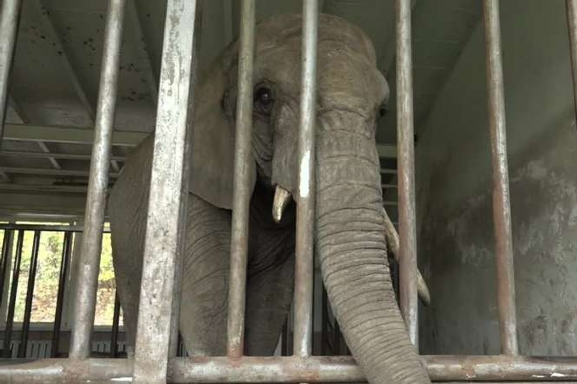 Słonica "Katka" nie mogła wstać. Pomogli jej strażacy Słonica "Katka" nie mogła wstać. Pomogli jej strażacy