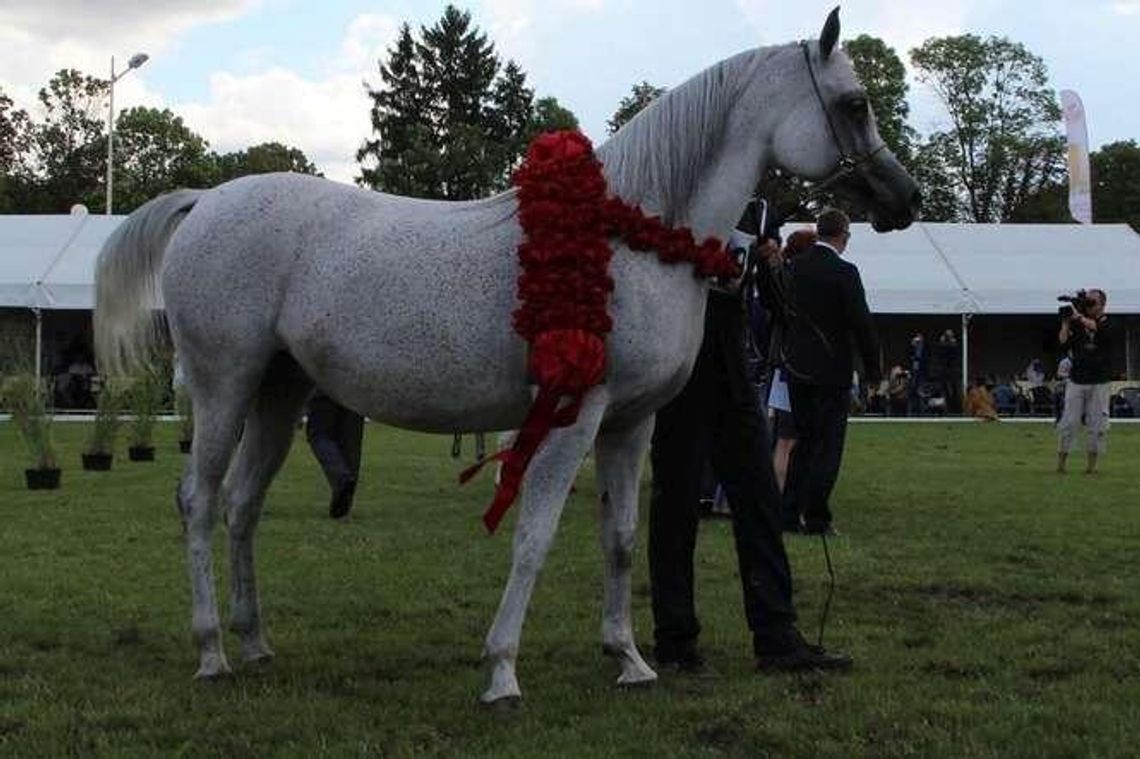 Słynna aukcja koni w Janowie Podlaskim: Rekordowa cena za Pepitę? Słynna aukcja koni w Janowie Podlaskim: Rekordowa cena za Pepitę?