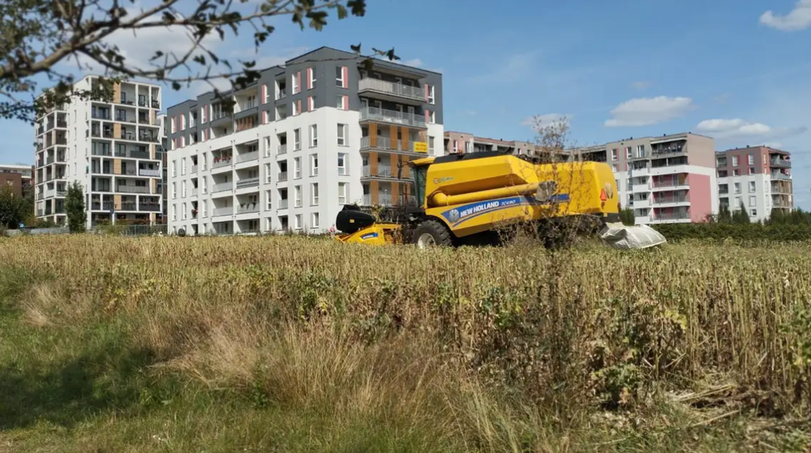 Kombajn rolniczy New Holland pracujący na polu w pobliżu nowoczesnych bloków mieszkalnych na osiedlu w Lublinie