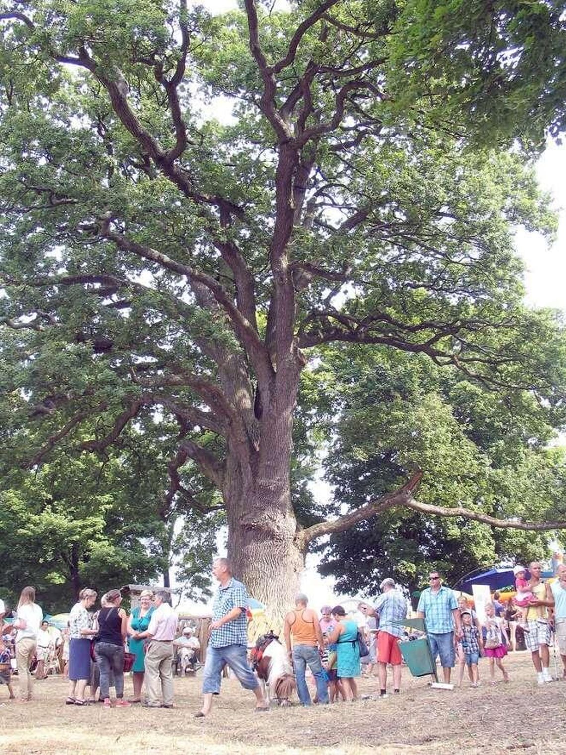 Słynny dąb Bolko z Hniszowa ma już 650 lat. Czas na badania Słynny dąb Bolko z Hniszowa ma już 650 lat. Czas na badania