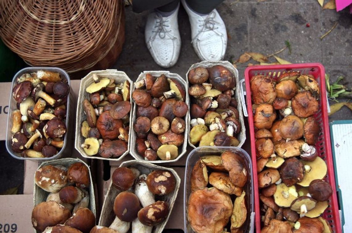 Smak jesiennych grzybów. Przepisy na podgrzybki, maślaki, kurki, rydze