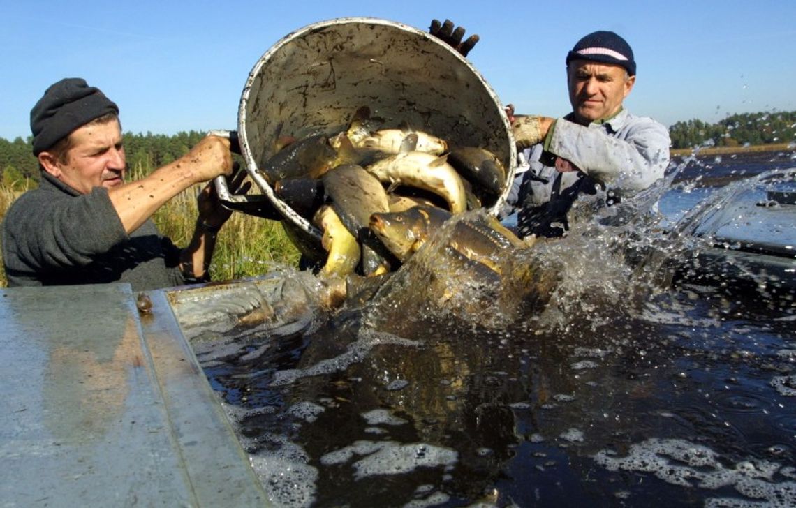 Smak zupy rybnej. Jak przyrządzać i przyprawiać ryby?