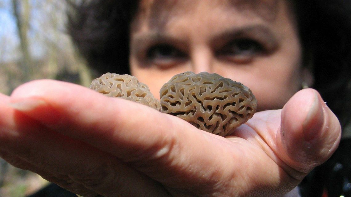 Smakiem dorównują trufli. Sezon na te grzyby już się zaczął Smakiem dorównują trufli. Sezon na te grzyby już się zaczął