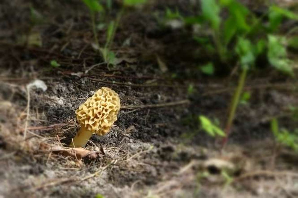 Smardze - przepisy na jajecznicę, omlet i tagliatelle. Po truflach to najcenniejsze grzyby Smardze - przepisy na jajecznicę, omlet i tagliatelle. Po truflach to najcenniejsze grzyby