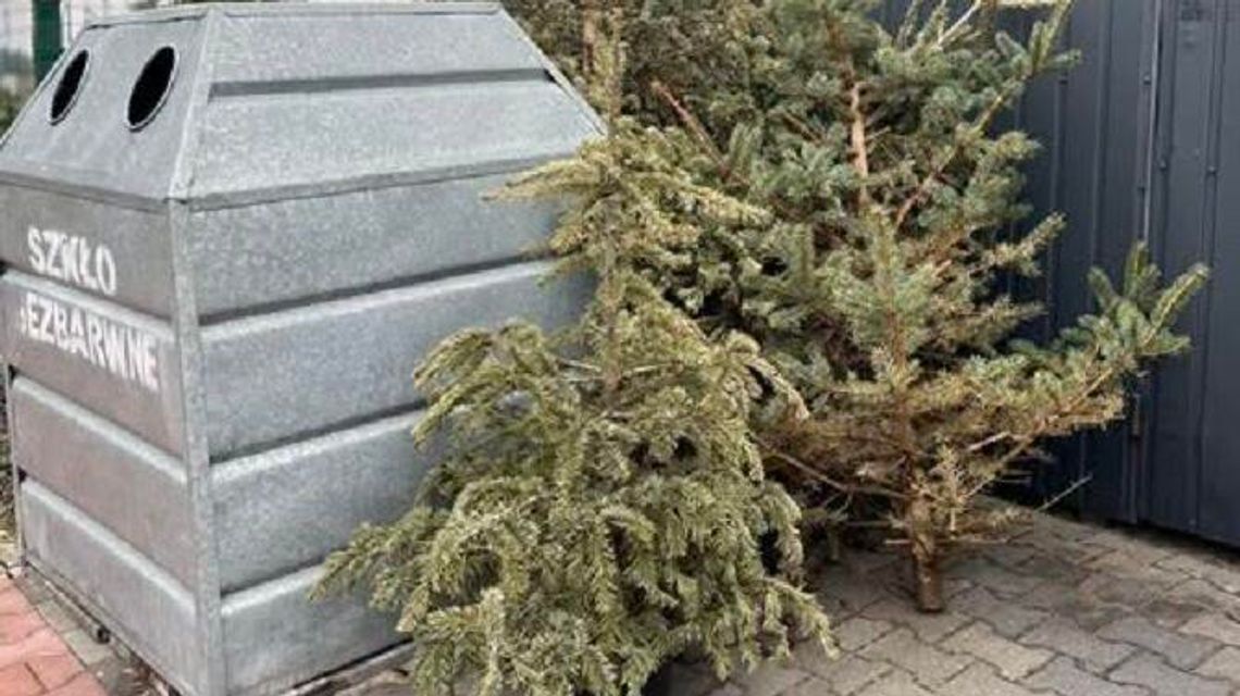 Śmieciarki przyjadą po choinki. Sprawdź harmonogram odbioru
