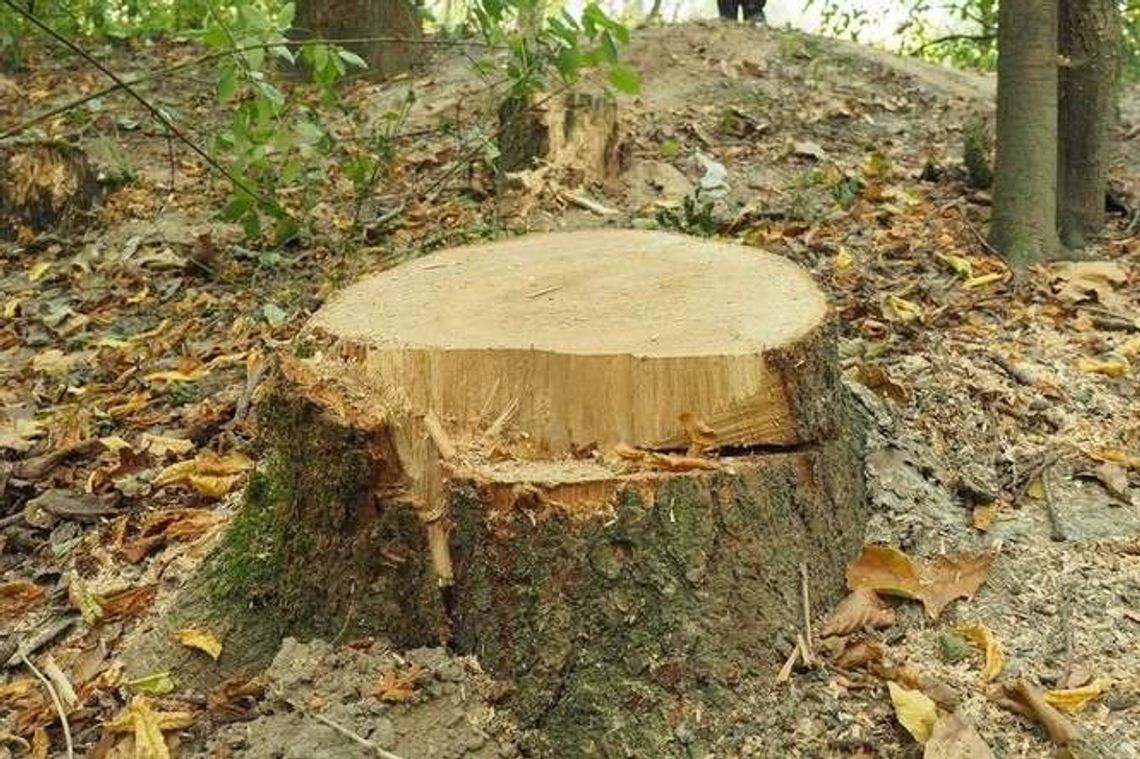 Śmierć podczas wyrębu lasu. Spadający konar uderzył w głowę 52-latka