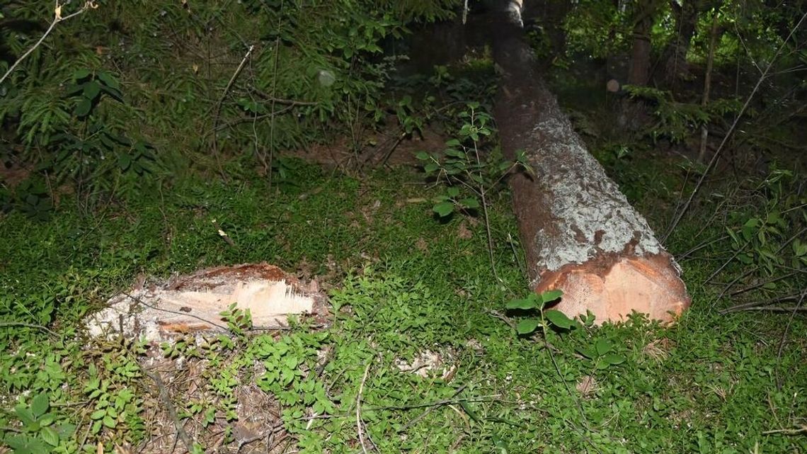 Śmierć w lesie. Ścięte drzewo przygniotło człowieka