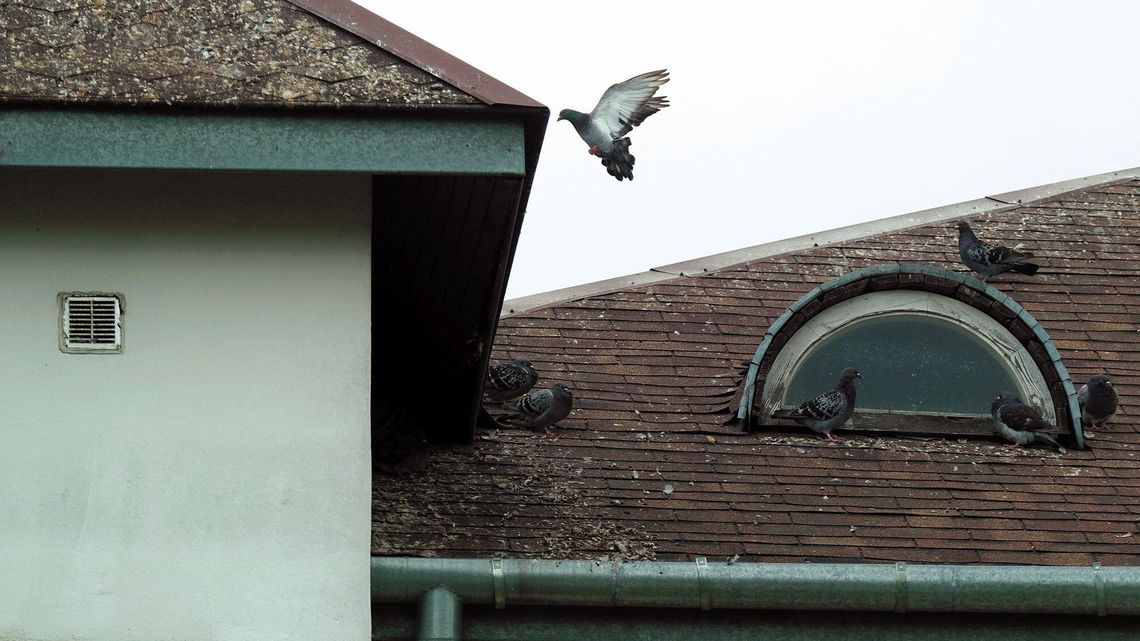 "Śmierdzi jak w kurniku". Mieszkańcy tego bloku mają duży problem