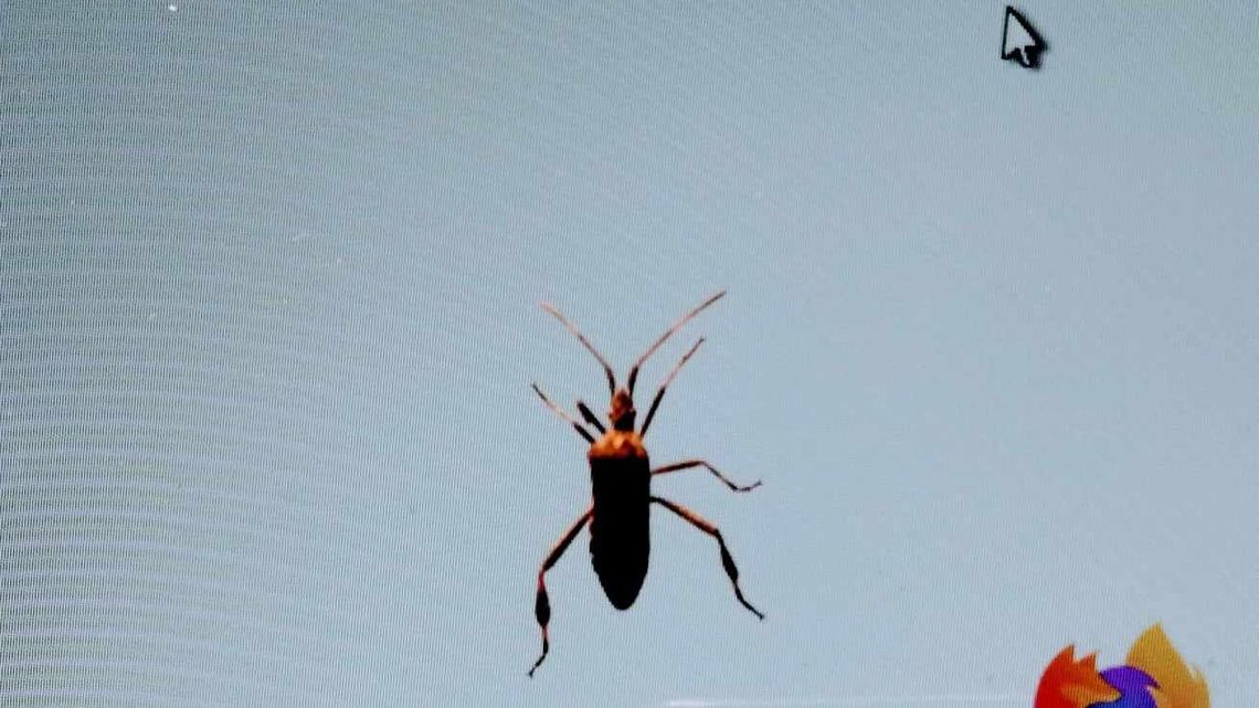 Śmierdzi niesamowicie, a pcha się do domu. Kolejna wielka plaga