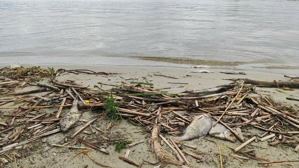 Smród i truchła padłych ryb na brzegu zalewu w Lublinie