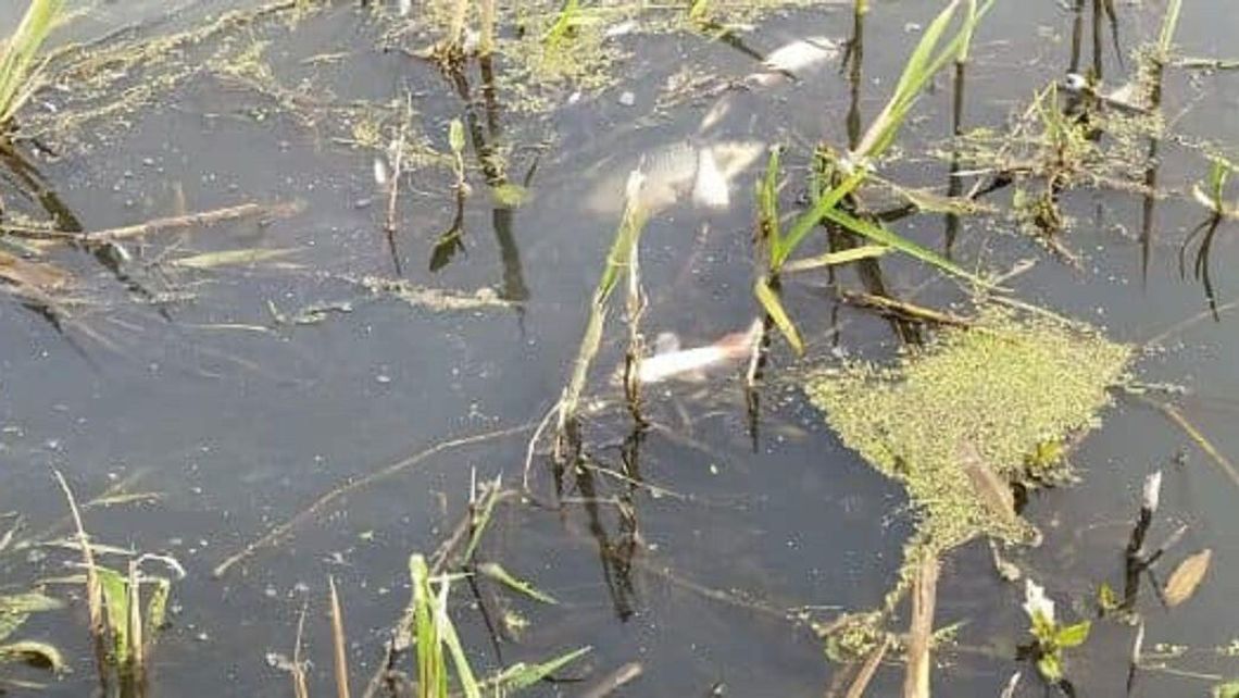 Śnięte ryby w Krznie w Białej Podlaskiej. Inspektorzy ochrony środowiska badają wodę 