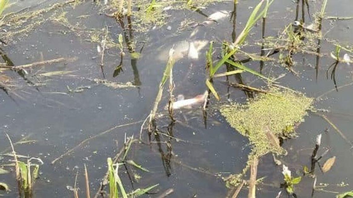Śnięte ryby w Krznie. Znane są już wyniki badań