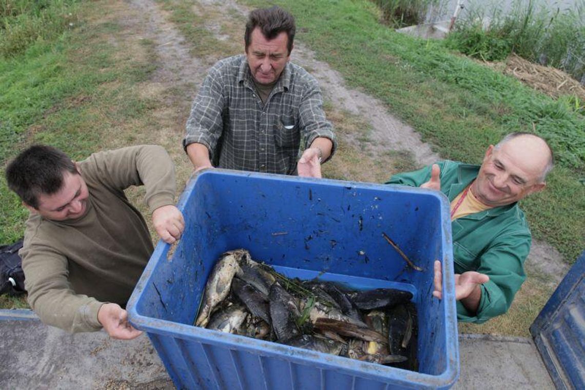 Śnięte ryby w Sosnowicy: Rybacy walczą o odszkodowania