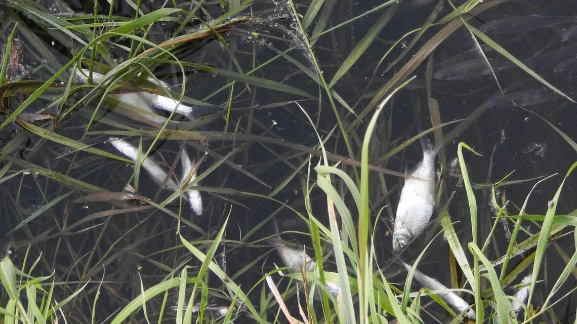 Śnięte ryby w Zalewie Zemborzyckim i Bystrzycy. To przez ostatnie opady?