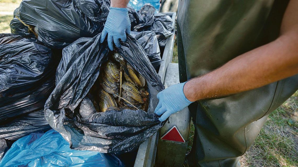 Śnięte ryby z Odry są badane w laboratorium w Puławach