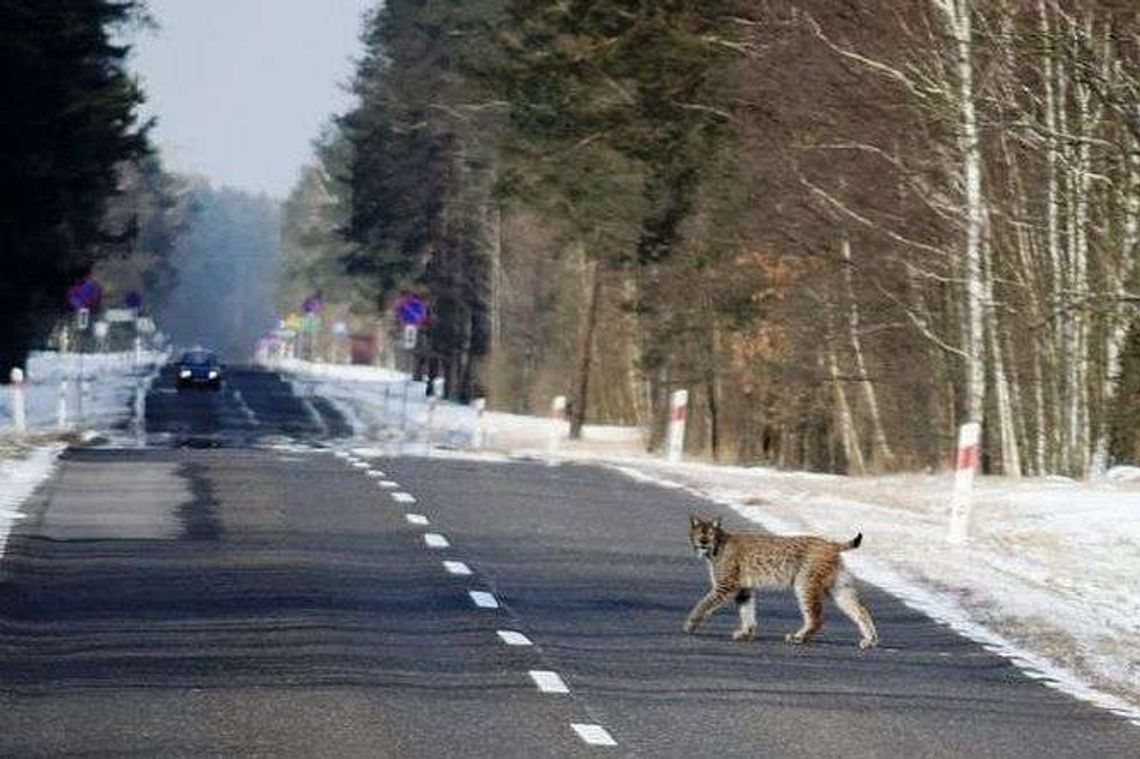 "Sobiborski ryś" sfotografowany. Strażnicy leśni spotkali go na drodze