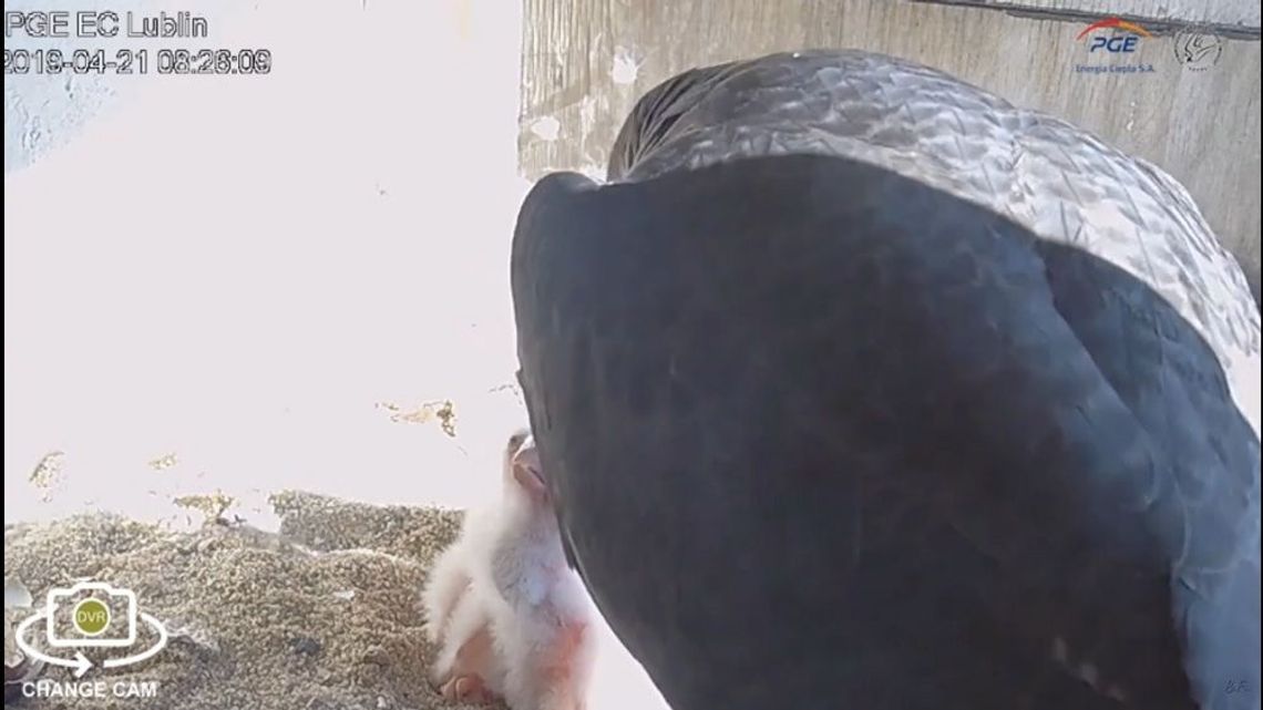 Sokola rodzina powiększyła się. Wykluły się trzy młode [wideo]