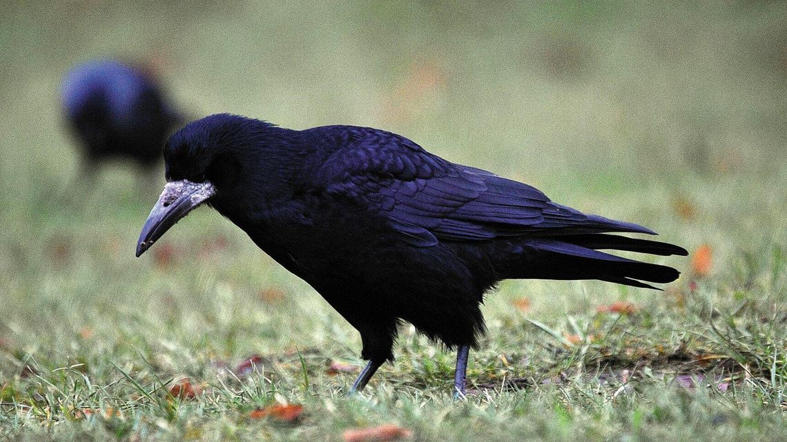 Sokolnik pilnie poszukiwany. Mieszkańcy narzekają, że gawrony brudzą.