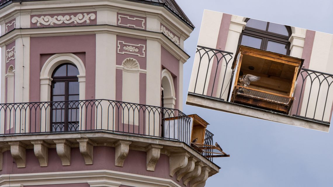 Sokoły zadomowiły się na Ratuszu w Zamościu