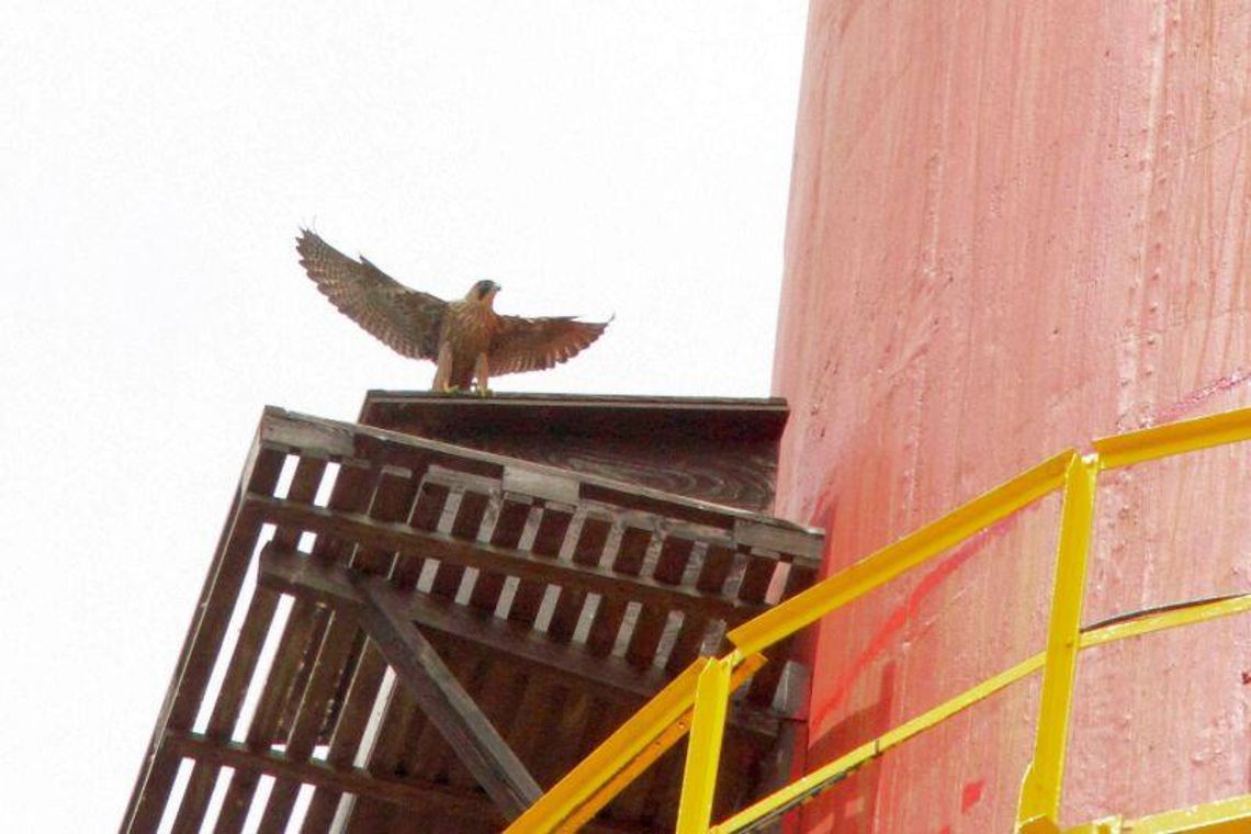Sokoły zamieszkały na kominie Zakładów Azotowych \"Puławy\" (wideo)