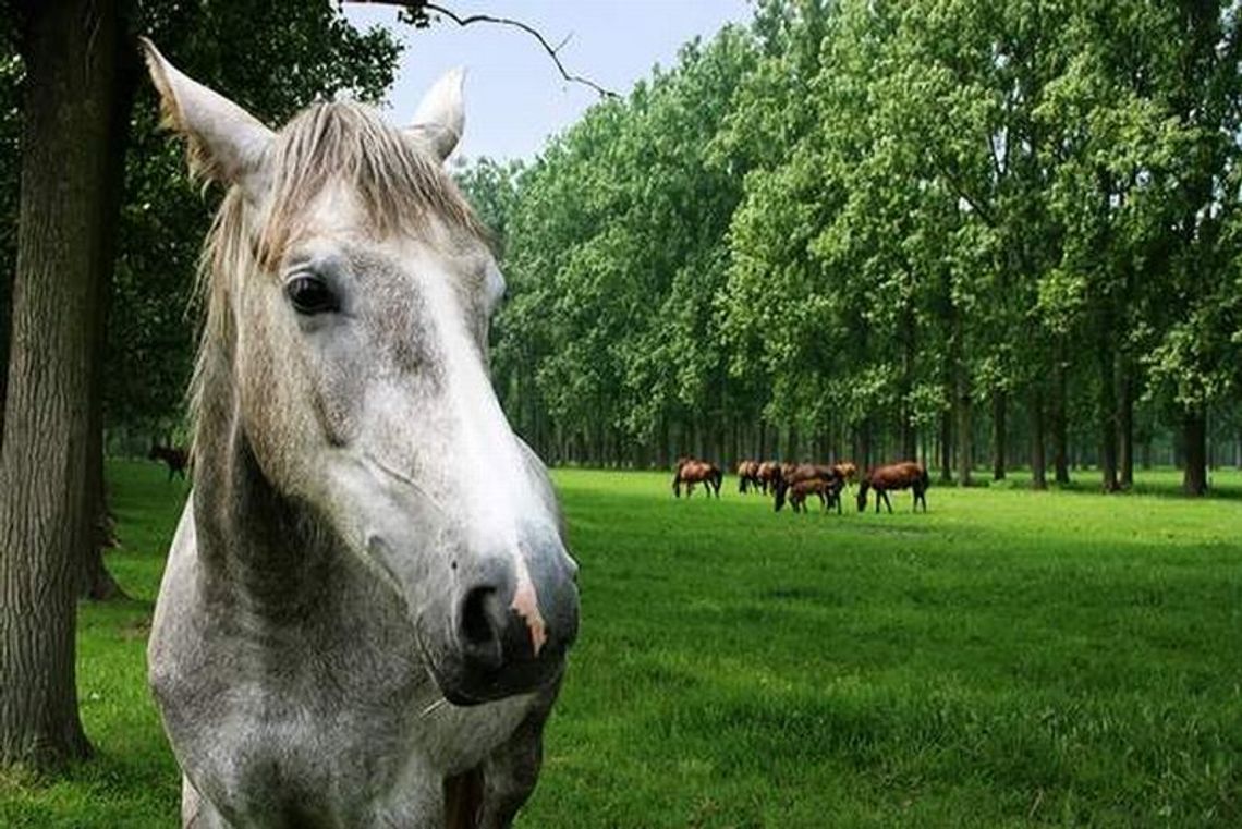 Sołtys skazany za znęcanie się nad koniem