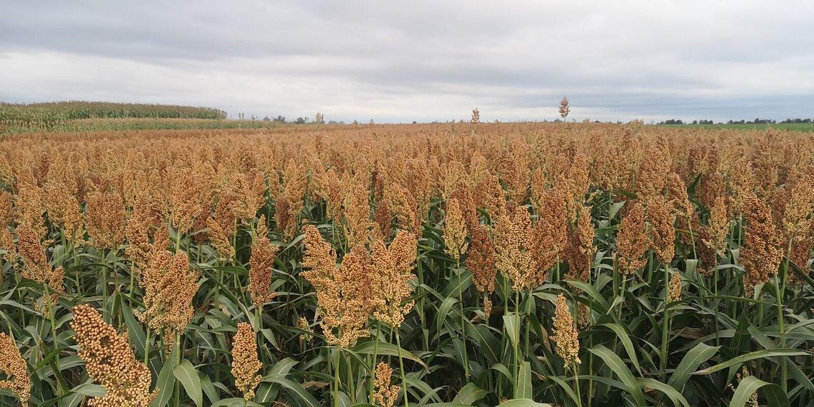 Sorgo w polskim płodozmianie – polisa ubezpieczeniowa na czas suszy. Dlaczego warto? Sorgo ziarnowe