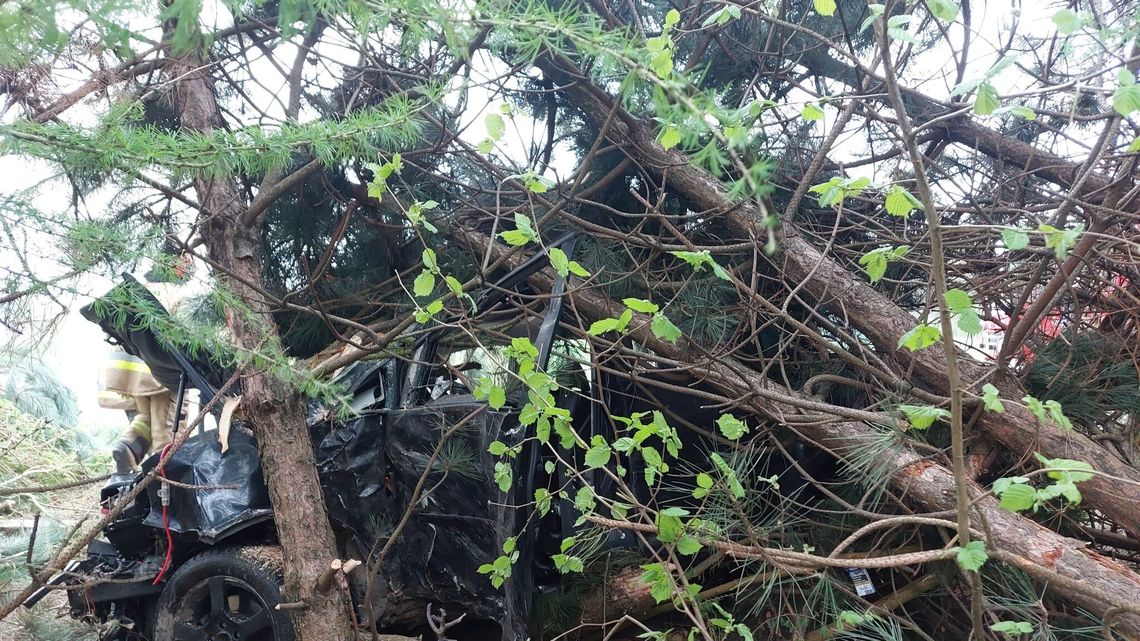 Sosna zamortyzowała siłę uderzenia