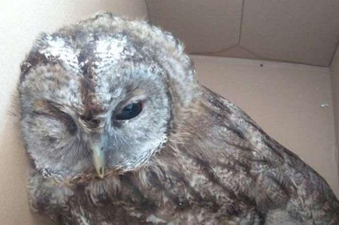 Sowa na rehabilitacji, jerzyk w przedszkolu