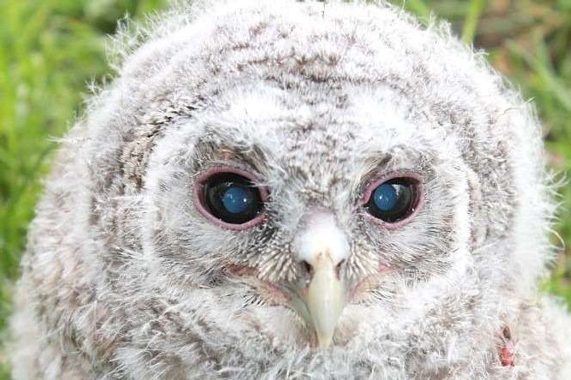 Sowy trafiły do mini zoo. Jak się wypierzą, wrócą na wolność Sowy trafiły do mini zoo. Jak się wypierzą, wrócą na wolność