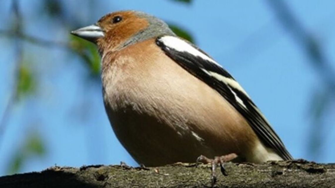 Spacer dla miłośników przyrody w Puławach