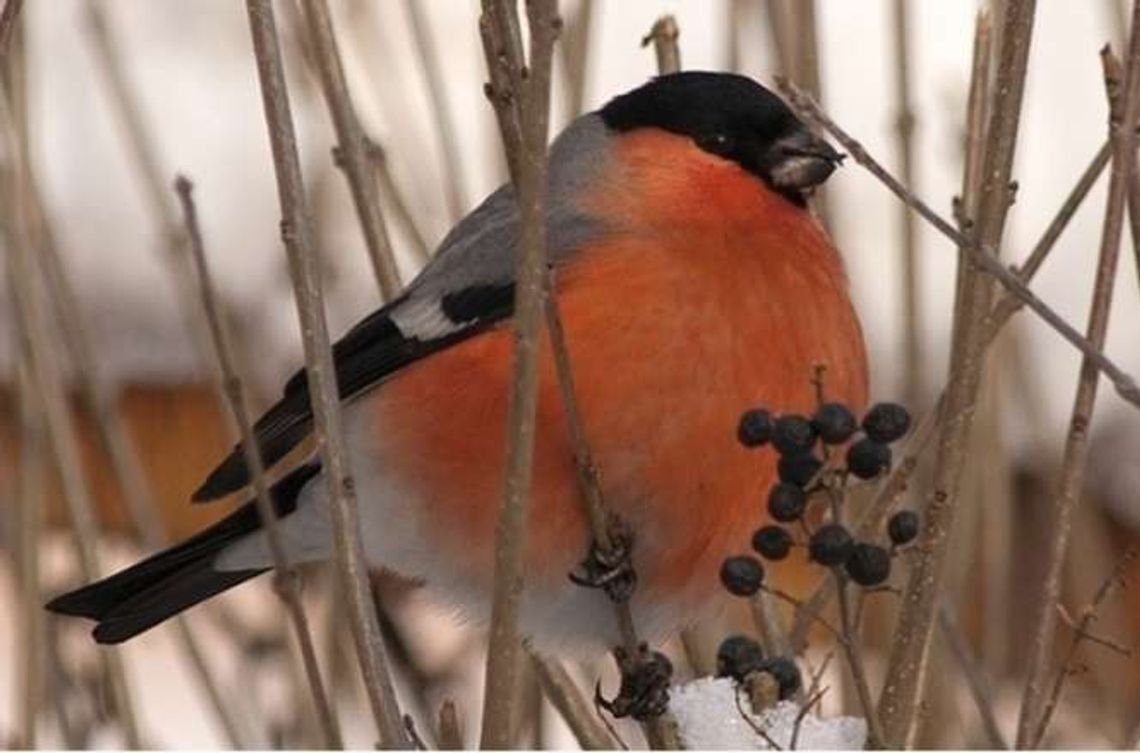 Spacer ornitologiczny w Puławach Spacer ornitologiczny w Puławach