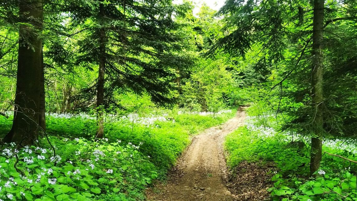 Spacer przyrodniczo-artystyczny