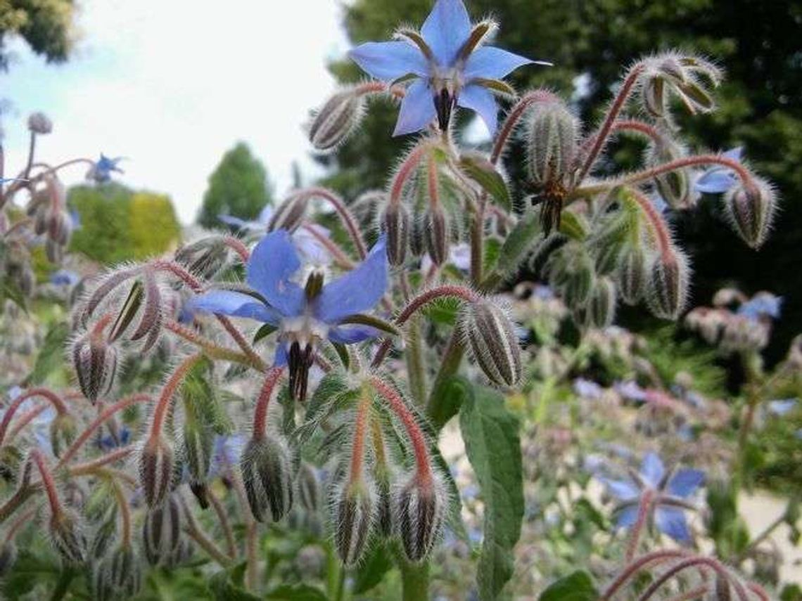 Spacer z przewodnikiem po Ogrodzie Botanicznym. Rzadkie i mało znane rośliny jadalne Spacer z przewodnikiem po Ogrodzie Botanicznym. Rzadkie i mało znane rośliny jadalne