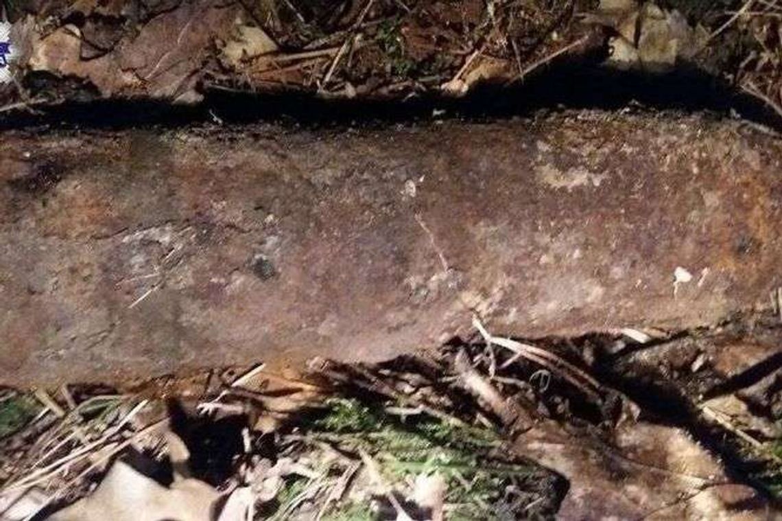 Spacerował po lesie. Tego się nie spodziewał 