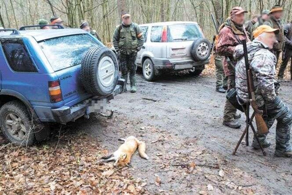 Spacerowali przed lufami strzelb myśliwych, aby uniemożliwić polowanie
