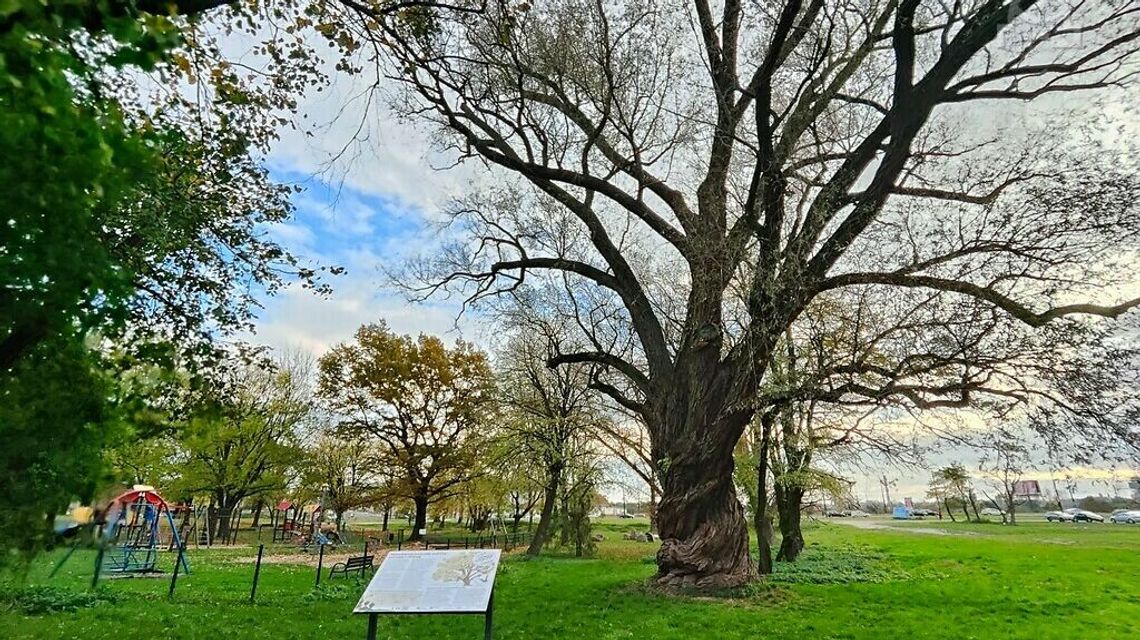 Spaceruj i poznawaj najstarsze drzewa w Lublinie. Na zachętę graffiti i QR Spaceruj i poznawaj najstarsze drzewa w Lublinie. Na zachętę graffiti i QR