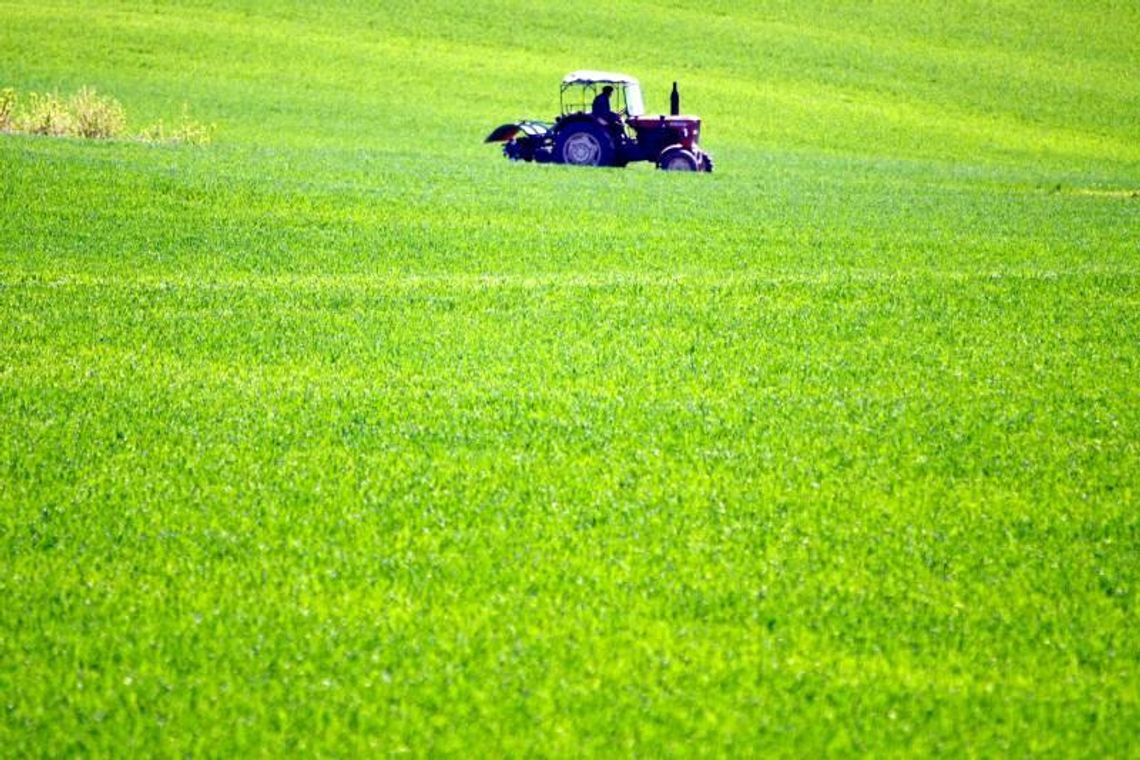 Spis rolny 2010: średnio 36 kur, 4 świnie i 1,5 krowy