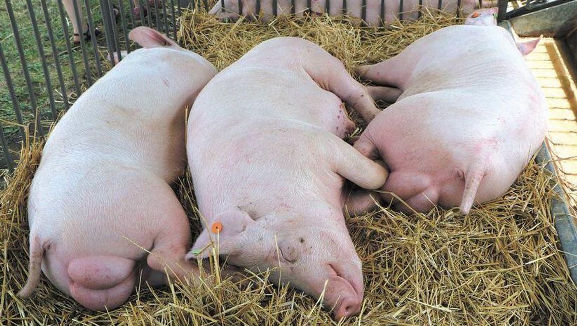 Spis rolny 2020. Trwa nabór na rachmistrzów spisowych. Kryteria, wynagrodzenie