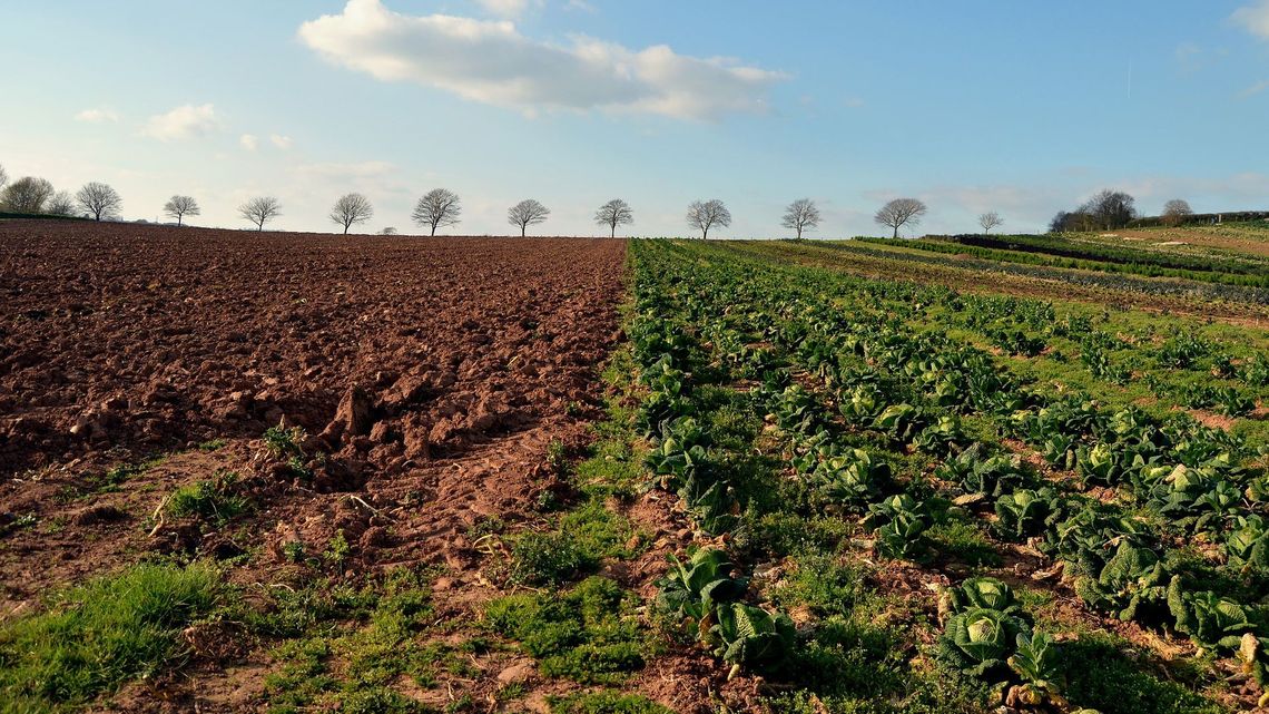 Spis rolny idzie opornie przez wirusa