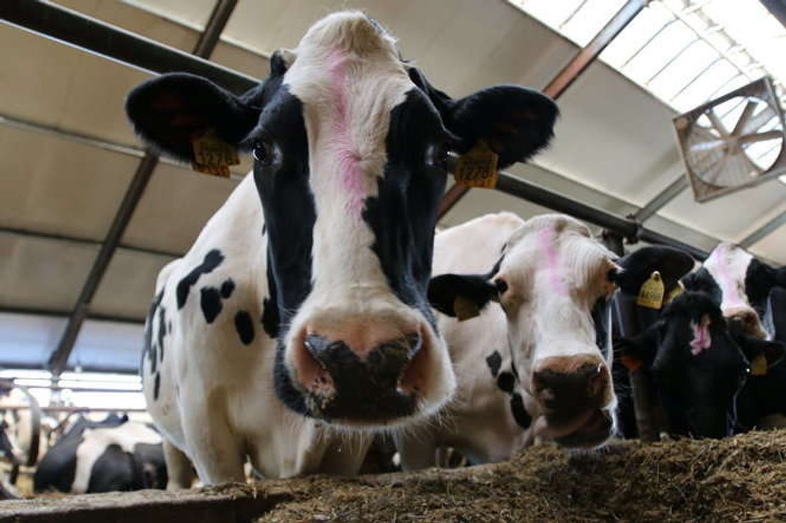 Spomlek dopłaci dostawcom mleka, którzy zrezygnują z pasz GMO 