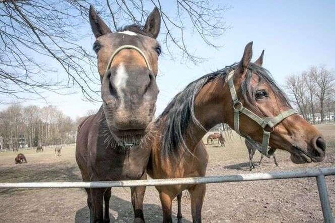 Spór o konie z Janowa Podlaskiego sprzedane do Włoch. "Czuję się oszukany" Spór o konie z Janowa Podlaskiego sprzedane do Włoch. "Czuję się oszukany"