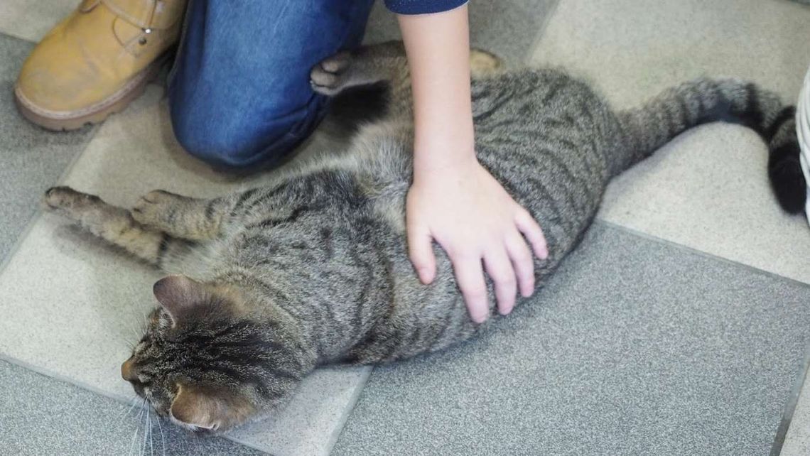 Spór o kota rozstrzygnie burmistrz