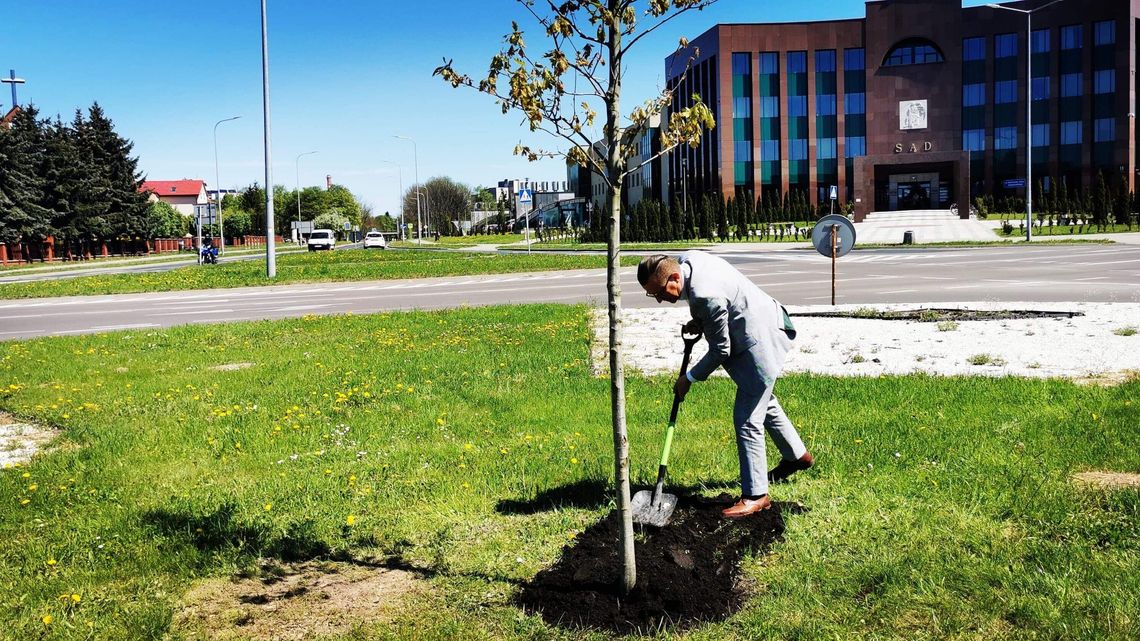 Sporo młodych drzew w Zamościu. Ma być ich jeszcze więcej