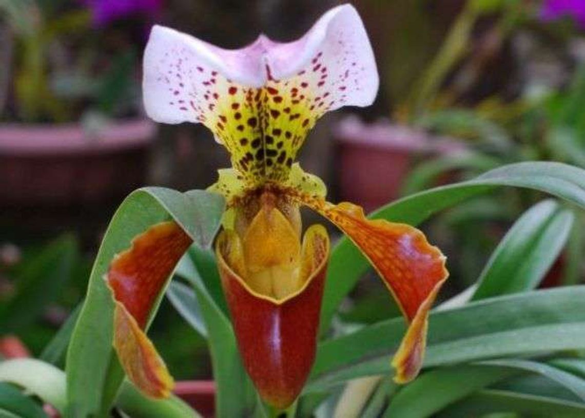 Spotkanie: Kostaryka raj (nie)utracony