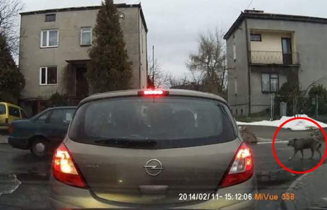 Sprawa mężczyzny, który rozjechał psa trafiła do sądu