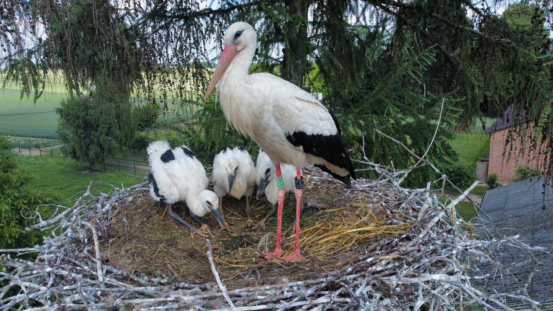 Sprawdzamy, co słychać w bocianich rodzinach