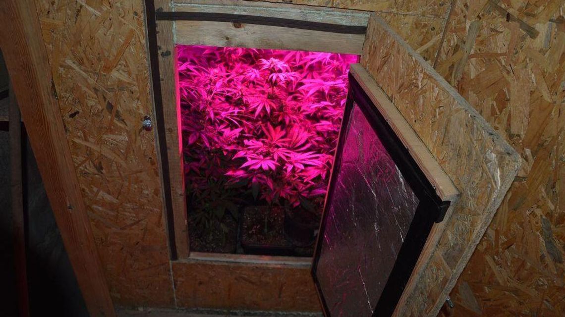 Sprytnie ukrył krzaki konopi. Odpowie też za nielegalną amunicję