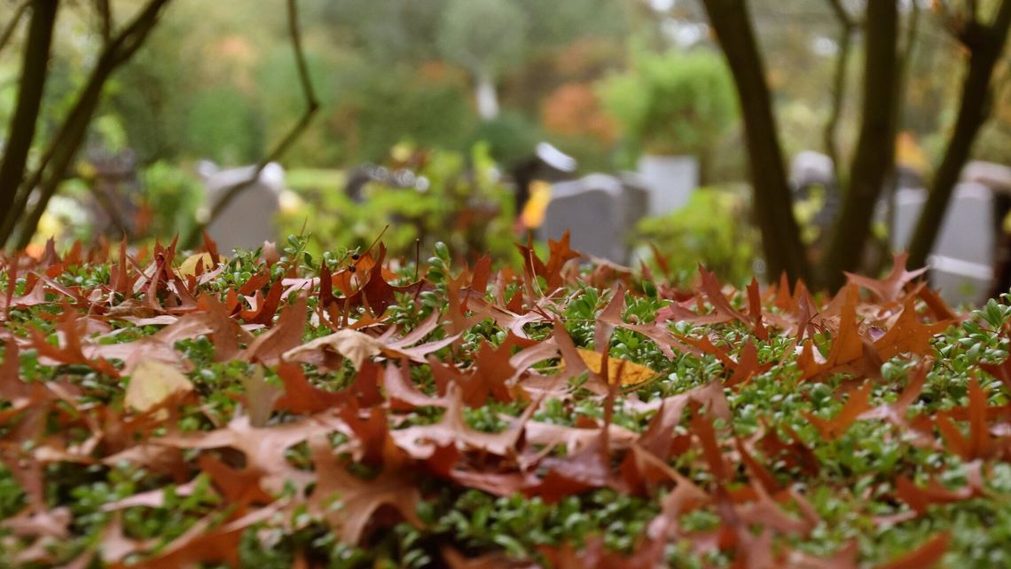 Sprzątanie cmentarza żydowskiego w Kraśniku. Każdy może pomóc Sprzątanie cmentarza żydowskiego w Kraśniku. Każdy może pomóc